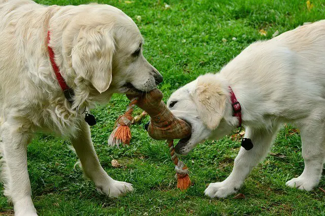 two dogs playing together