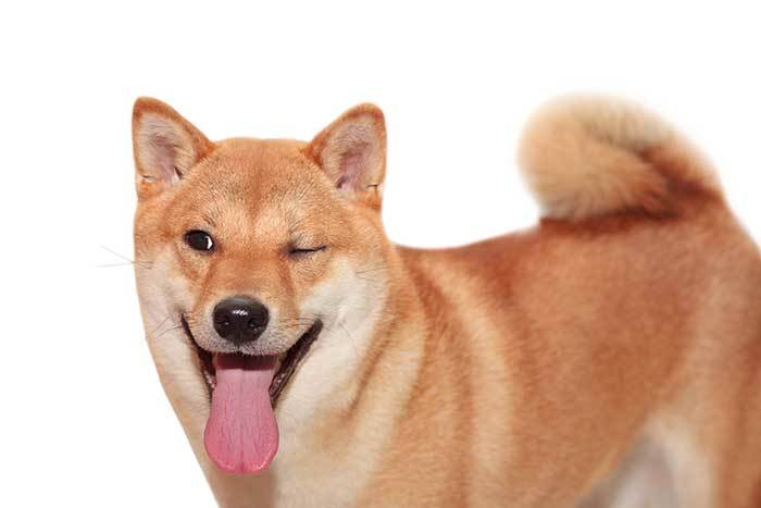 why do dogs wink at you?