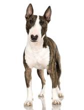 Are Bull Terriers Aggressive? Find Out Here!