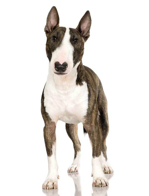 2 years old bull terrier dog