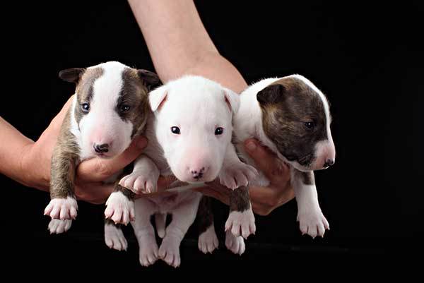 adorable bull terrier puppies