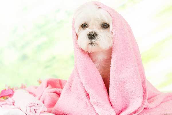 dog after bath with towel