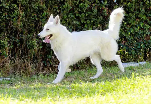 Berger Blanc Suisse dog