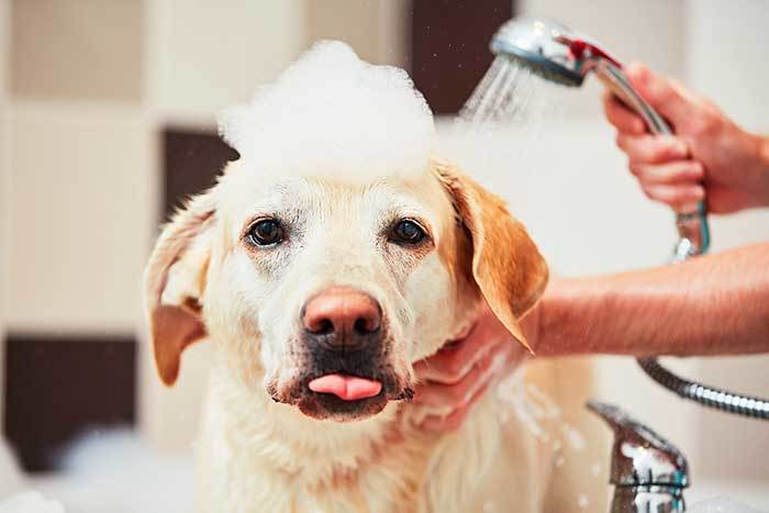 can you use head and shoulders on dogs?