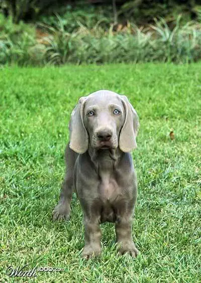 Dachshund Weimaraner Mix