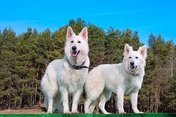 All About The Berger Blanc Suisse (White Swiss Shepherd Dog) With Pics