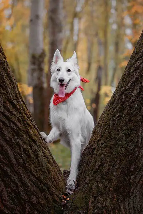 White Swiss Shepherd in autumn