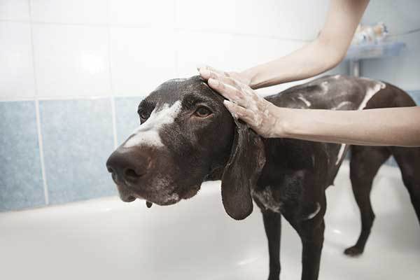 bathing-a-dog with head and shoulders