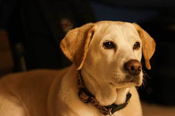 Beagle and Labrador Mix Dog