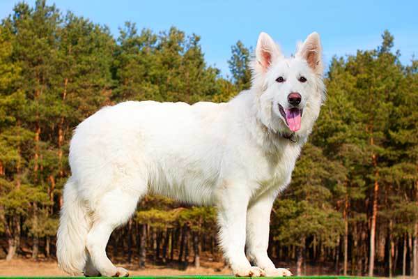 White Swiss Shepherd Dog Facts