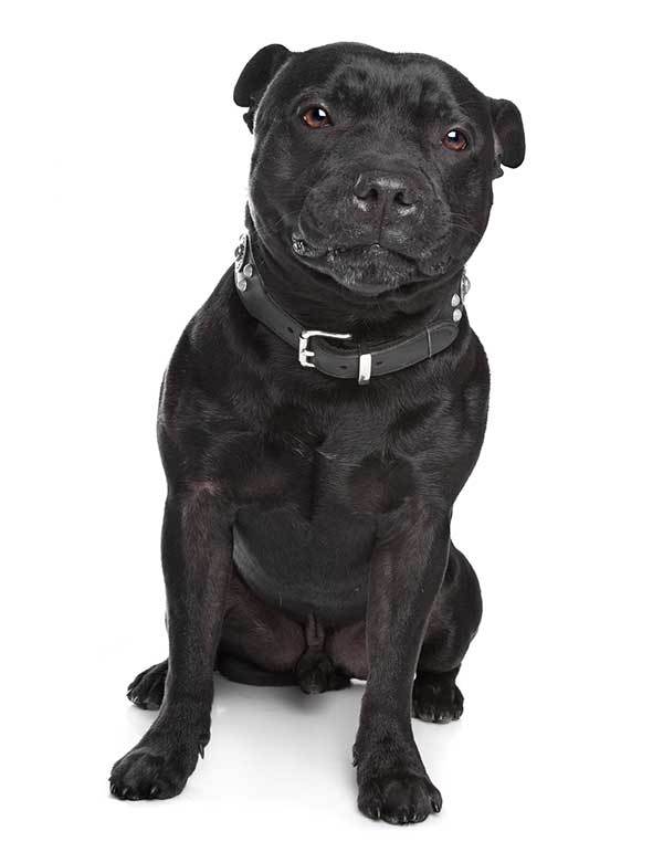 cute black pitbull dog