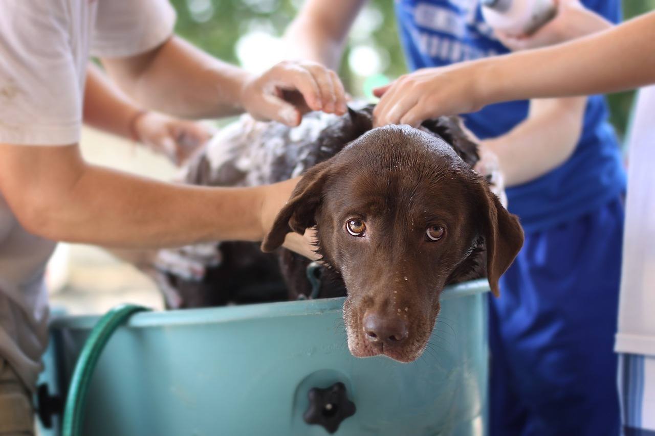 brown dog getting washed