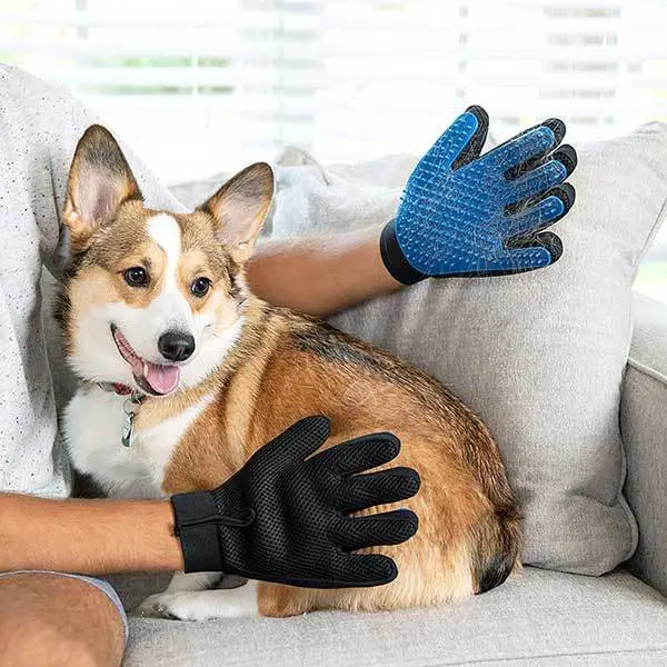 brushing dog with gloves