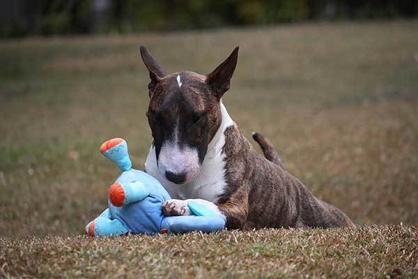 bull terrier dog playing with his toy