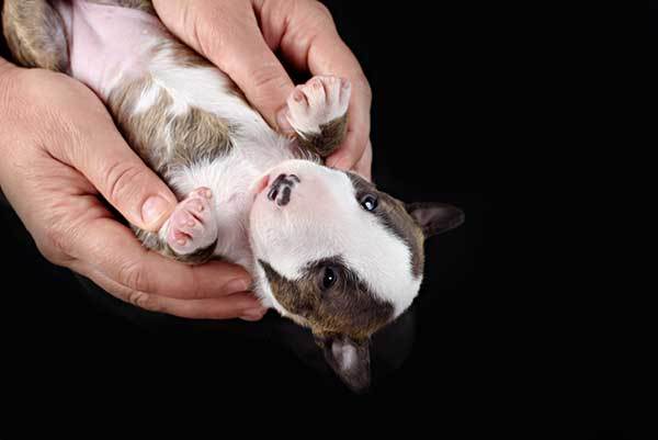 cute bull terrier puppy