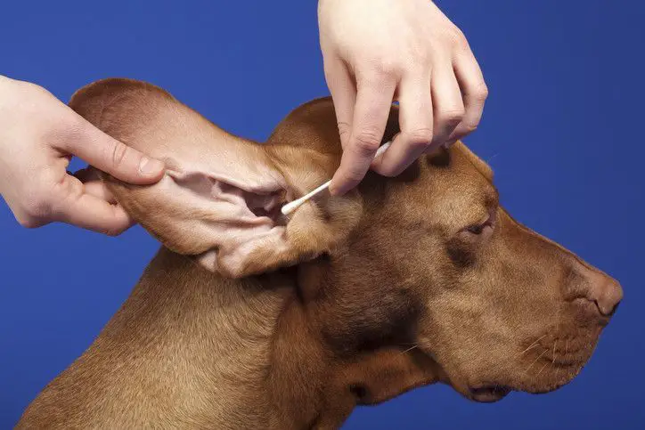 cleaning dog ear