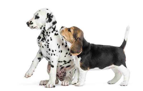 Beagle Puppy Sniffing Dalmatian Puppy