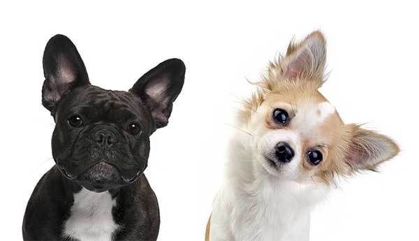 All About The French Bullhuahua The French Bulldog Chihuahua Mix