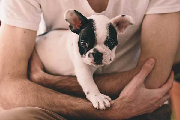 french Bulldog Puppy