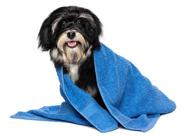 Havanese puppy after bath