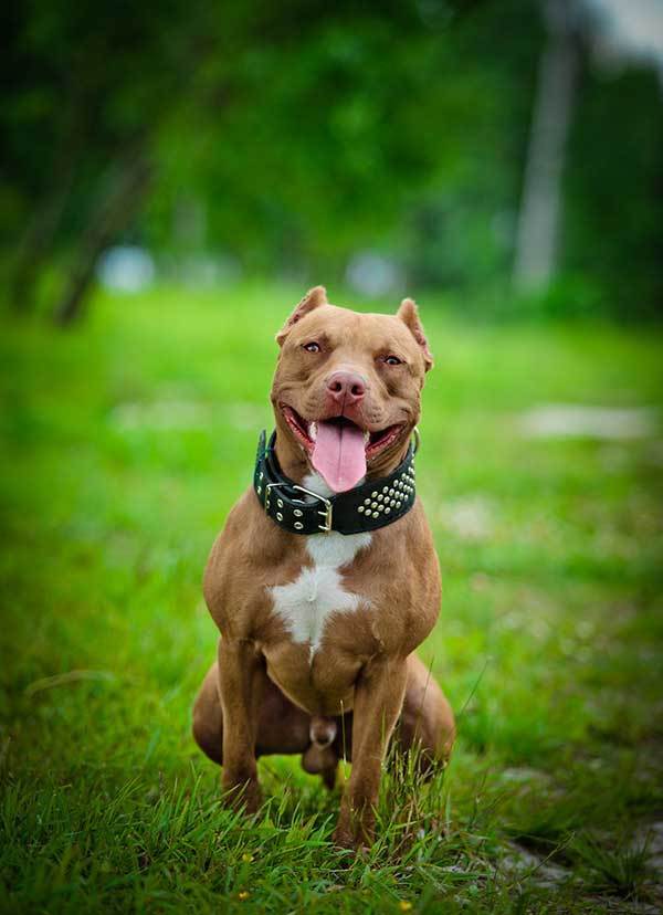 happy pitbull terrier dog