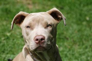 What Is A Kingfish Pitbull?