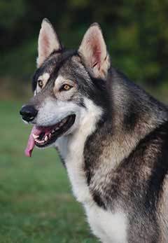 male northern inuit dog