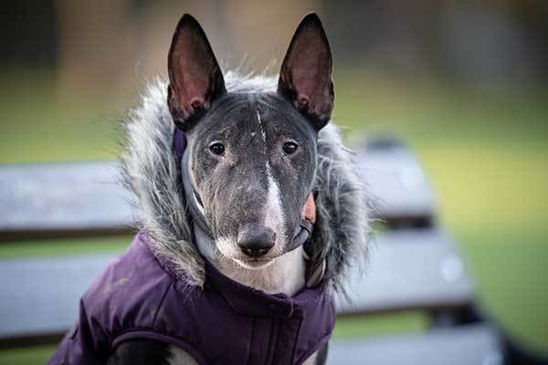 cute bull terrier dog