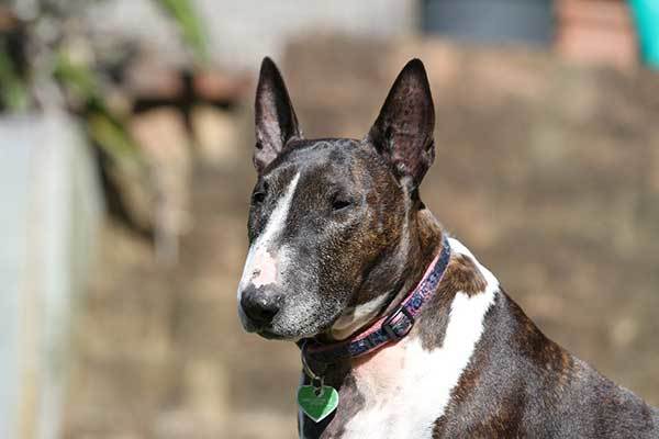 purbred bull terrier dog