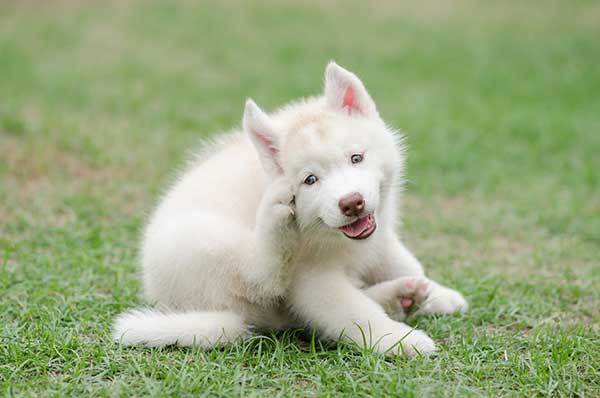 Siberian Husky Puppy Scratching