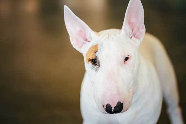 white bull terrier dog