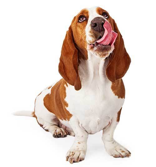 Basset Hound Looking Up Licking Lips
