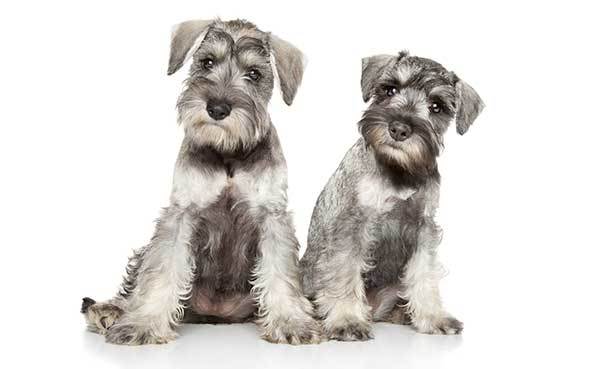 Miniature Schnauzer Puppies