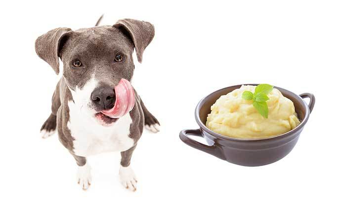 Can dogs eat mashed potatoes?