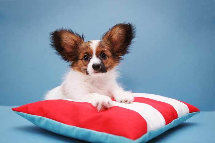 cute papillon dog on pillow