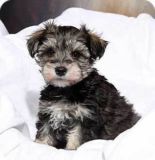 Miniature Schnauzer Maltese Mix