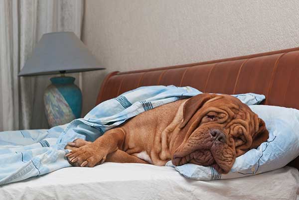 Lovely dog sleeping in the bed