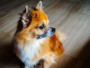 Pomchi: Is the Pomeranian Chihuahua Mix the Right Dog for You?