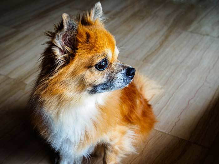 Pomeranian and Chihuahua Mixed Dog