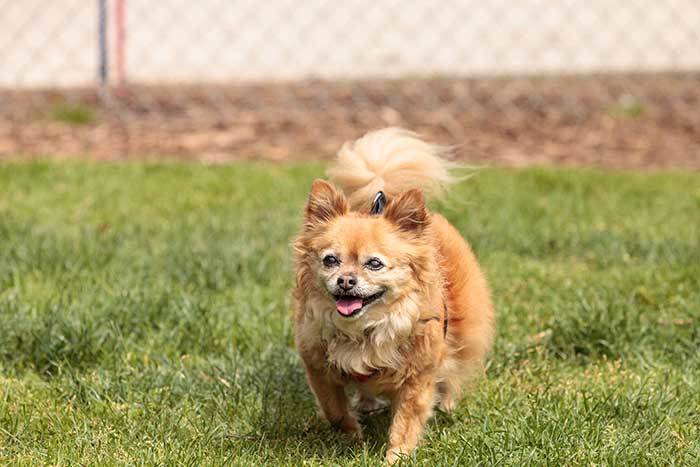 Pomchi Puppy