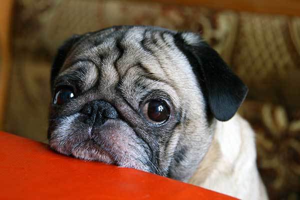 sad pug