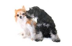 Chizer: All About The Miniature Schnauzer Chihuahua Mix (With Pictures)