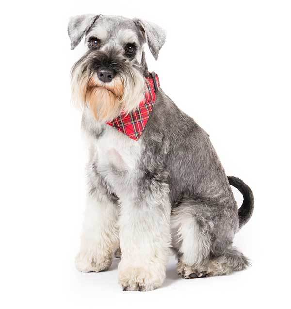 Cute Miniature Schnauzer Puppy