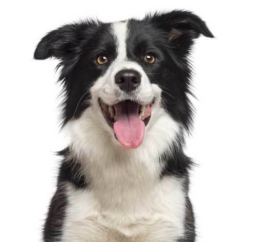 border collie laughing