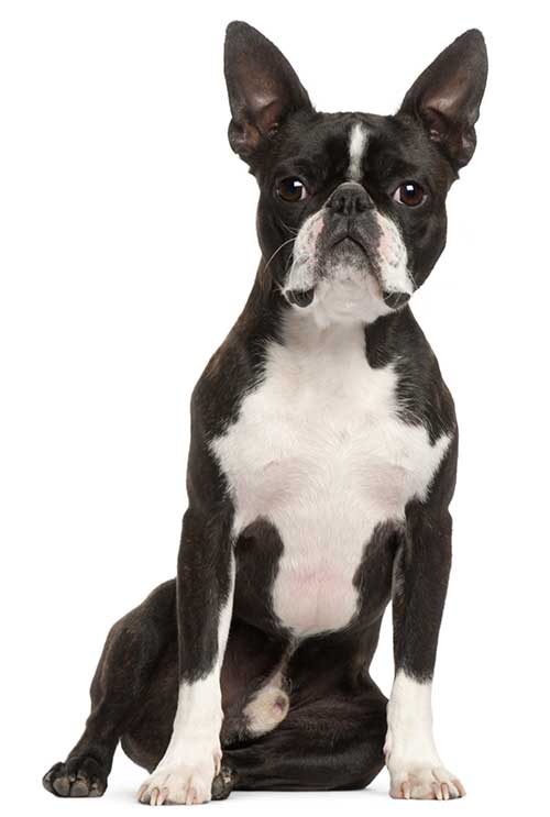 1 year old boston terrier dog