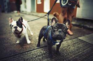 Are French Bulldogs Good With Other Dogs? Find Out Here!