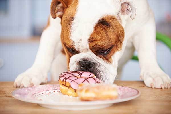 Bulldog eating donuts