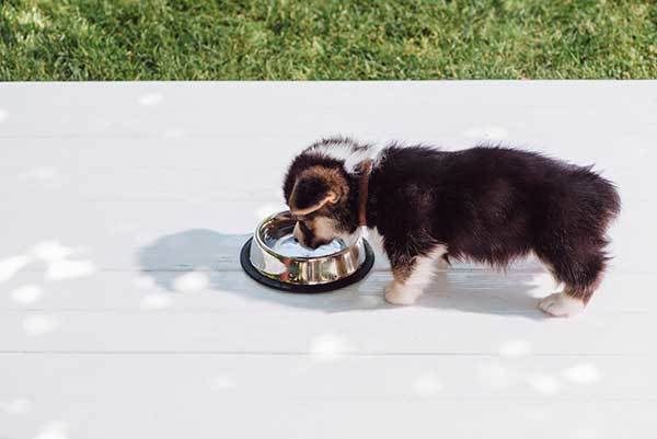 corgi puppy drinking water from his bowl