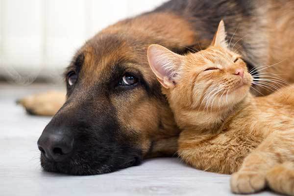 How to Train Your German shepherd To Love Cats?