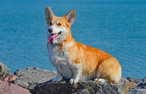 Adorable Corgi Dog